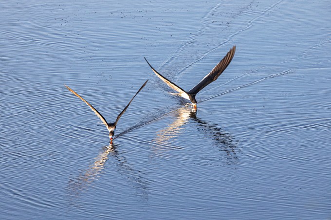 Black_Skimmers_v2_Brig_6_19_76A6706