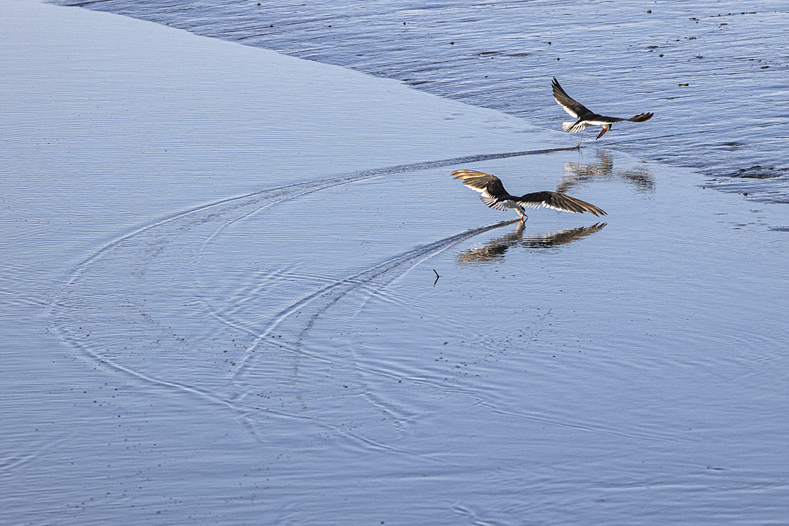 Black_Skimmers_v2_Brig_6_19_76A6710