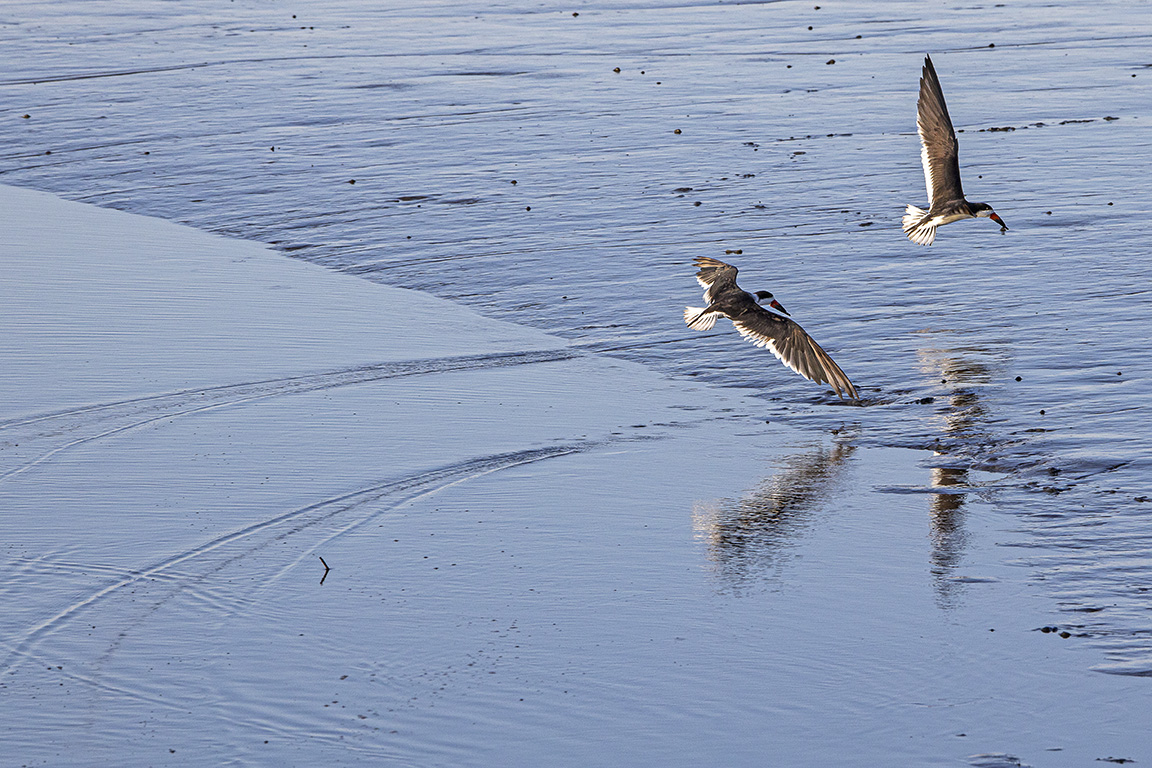 Black_Skimmers_v2_Brig_6_19_76A6711