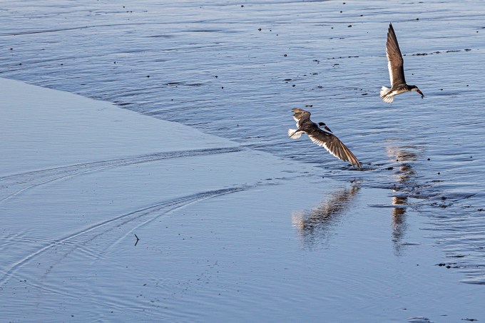 Black_Skimmers_v2_Brig_6_19_76A6711