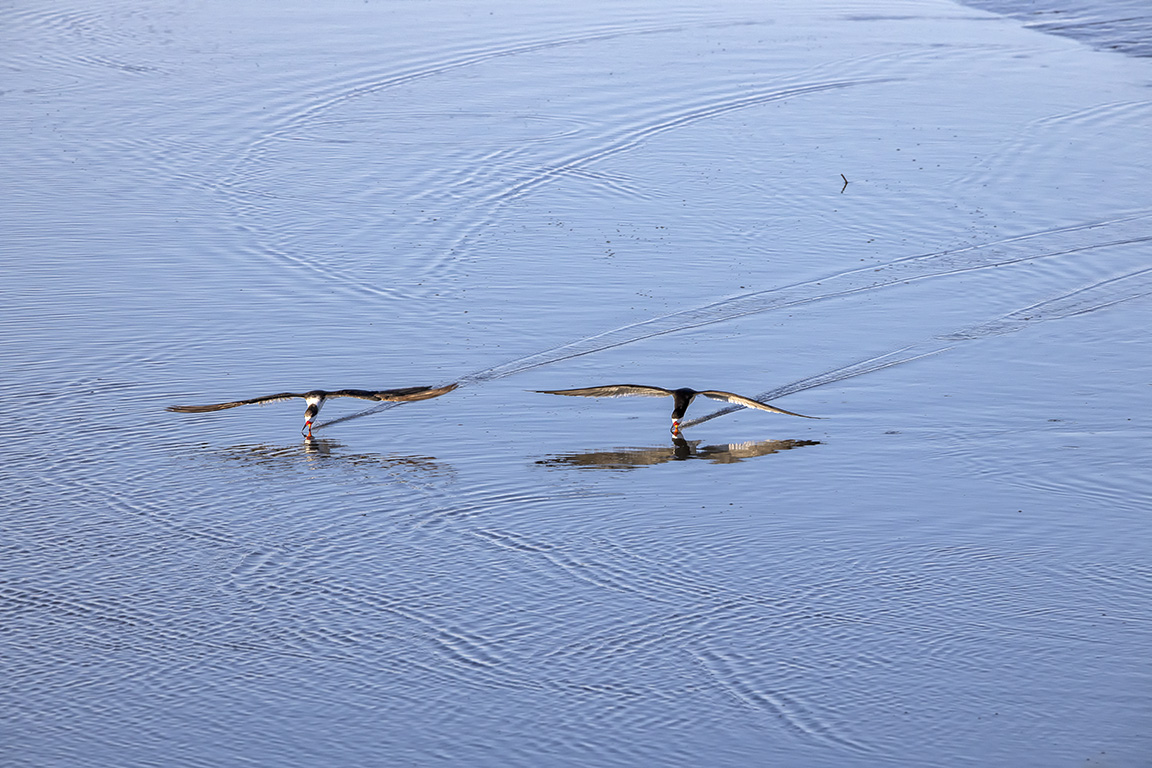 Black_Skimmers_v2_Brig_6_19_76A6719
