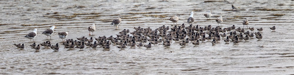 Blk Skimmer 7 sht pano v1