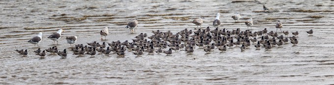 Blk Skimmer 7 sht pano v1