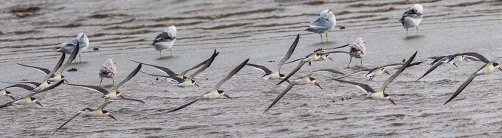 Blk Skimmers v4 pano 2sht 400mm_1_4X_brig 5_17_43G0925