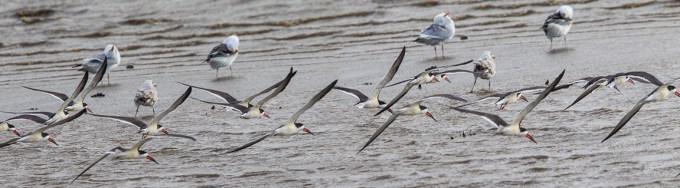 Blk Skimmers v4 pano 2sht 400mm_1_4X_brig 5_17_43G0925