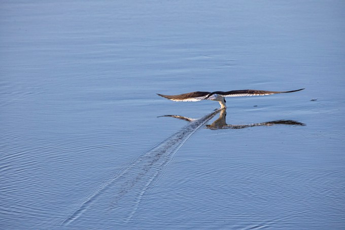 Blk_Skimmer_v2_brig_6_19_76A6899