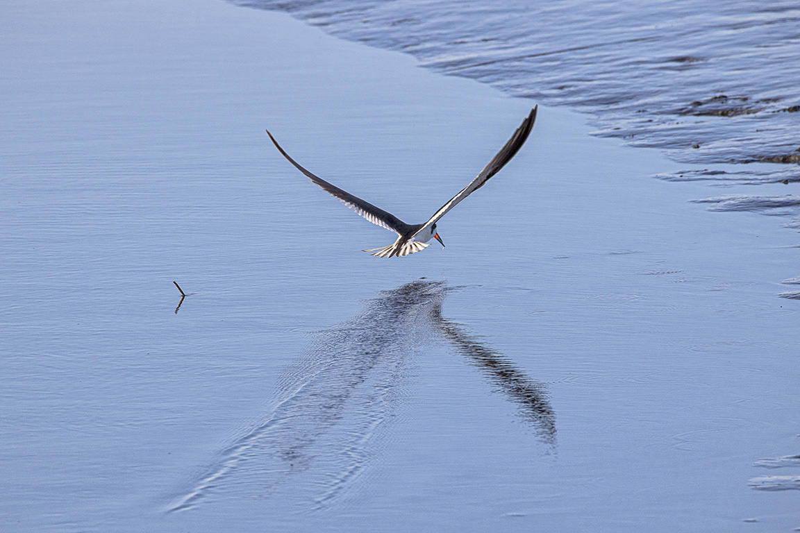 Blk_Skimmer_v2_Brig_6_19_76A6901