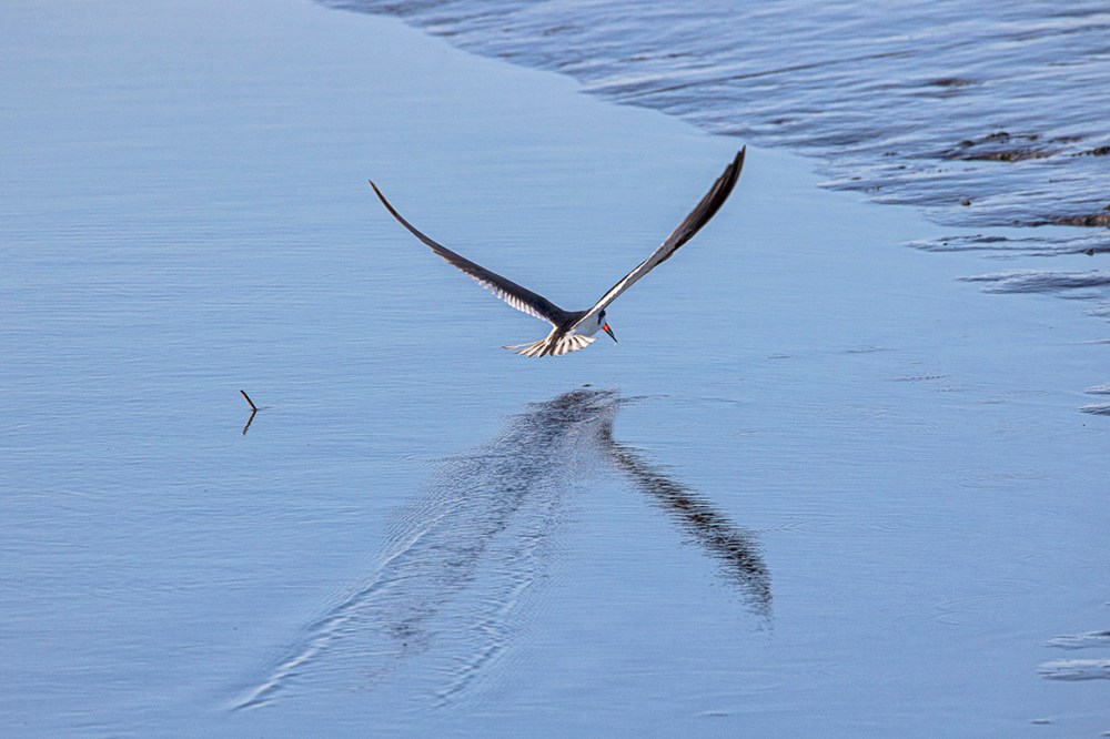 Blk_Skimmer_v2_Brig_6_19_76A6901