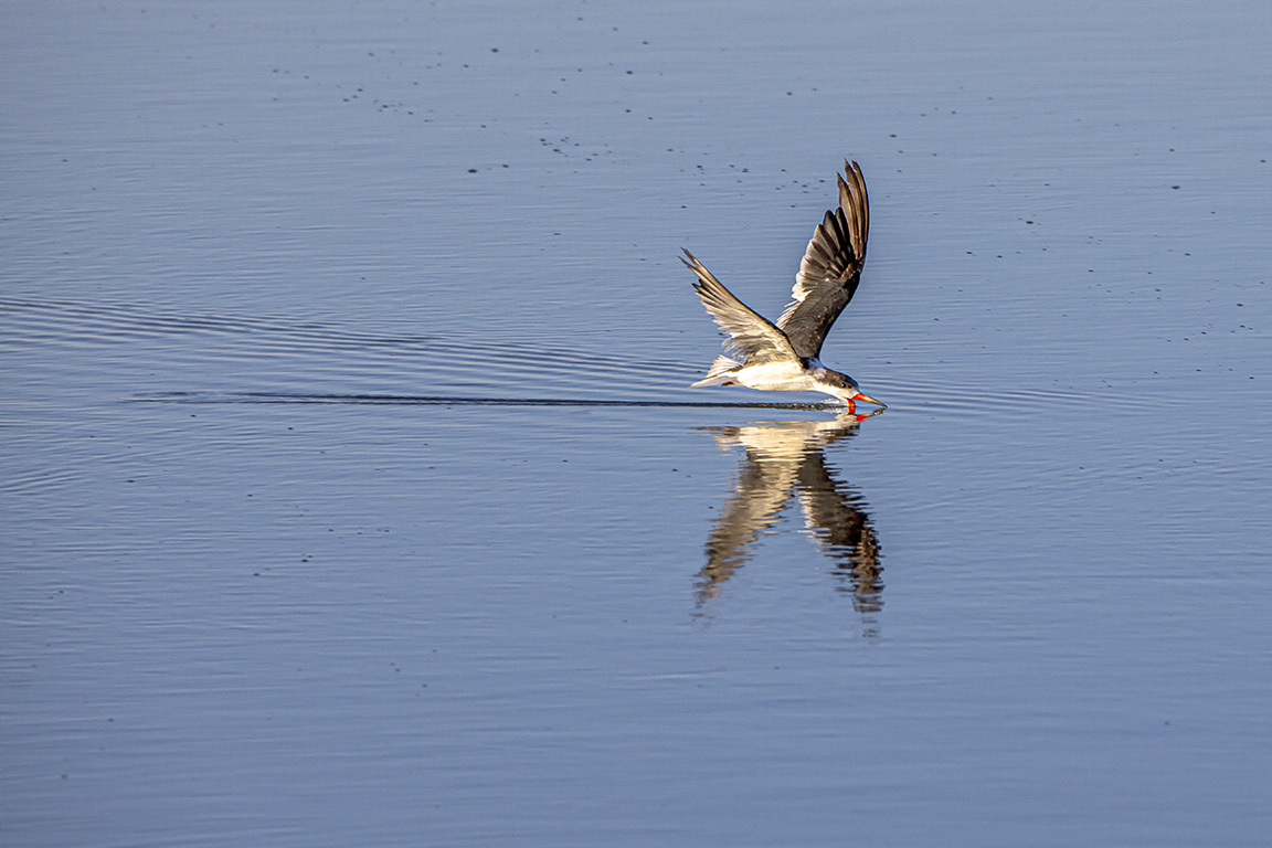 Blk_Skimmer_v2_Brig_6_19_nik_76A6746