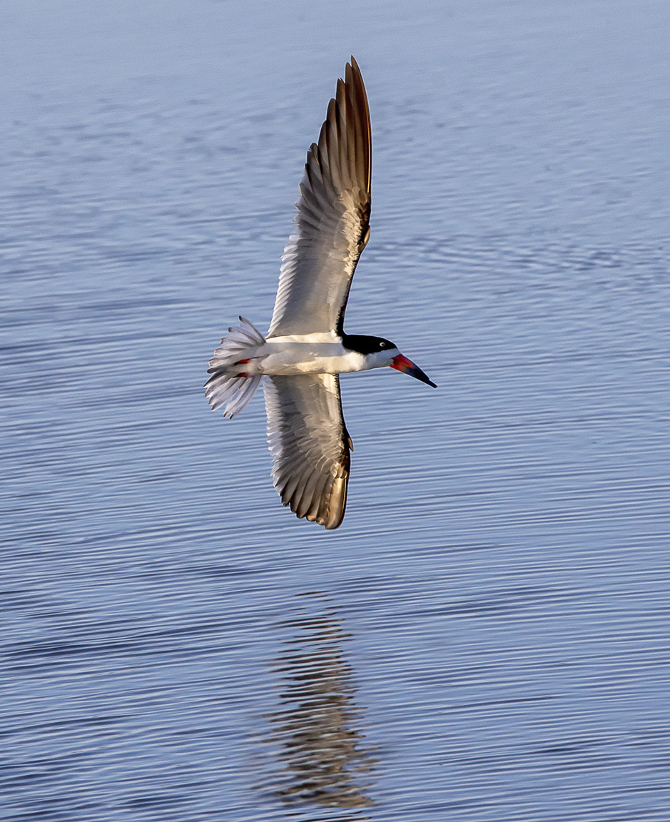 Blk_Skimmer_v5_Brig_6_19_76A6753