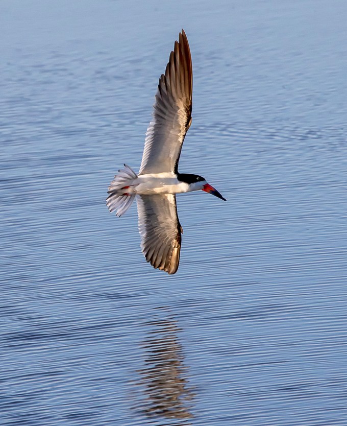 Blk_Skimmer_v5_Brig_6_19_76A6753