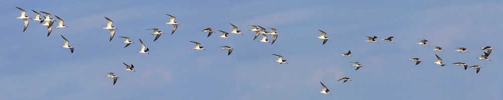 Blk_Skimmers_ v3 Brig 5 17_43G2105