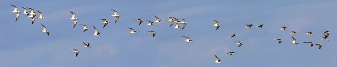 Blk_Skimmers_ v3 Brig 5 17_43G2105