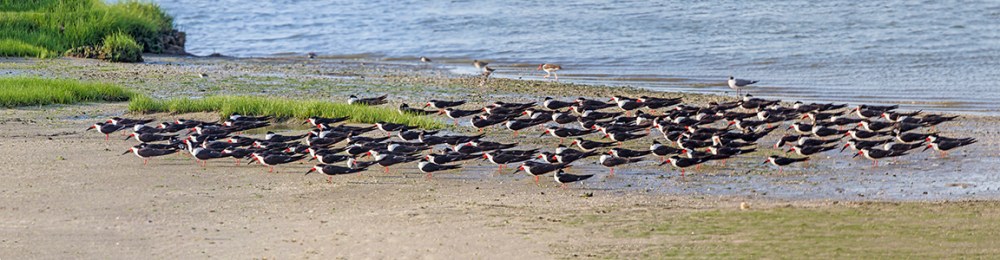 Blk_Skmrs_Pano_c_Brig