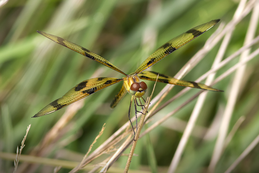 Calico Pennant_v3_DM_8_18_43G6784