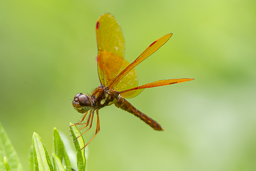 Eastern Amberwing_v4_male_pp18_43G7039