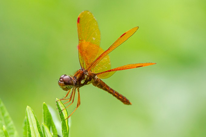 Eastern Amberwing_v4_male_pp18_43G7039