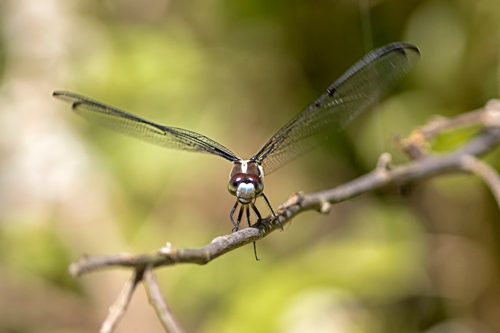 Great Blue Skimmer_FM_DM_300_1_4X_v2_76A5733