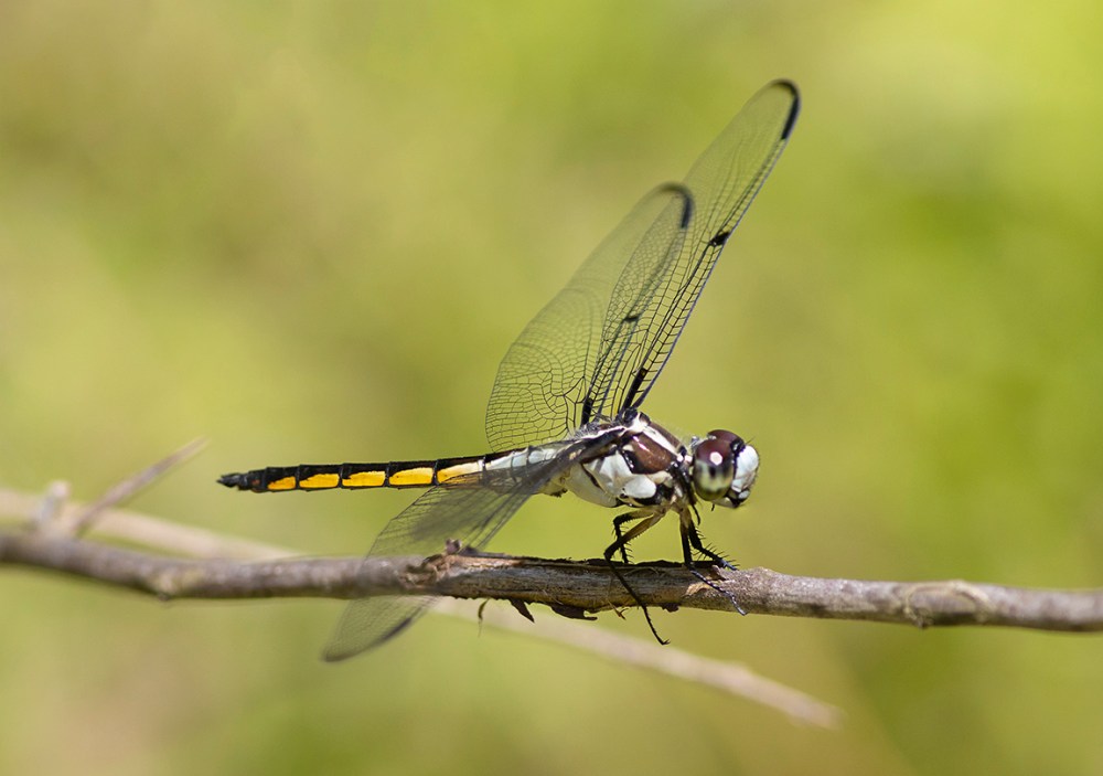 Great Blue Skimmer_FM_DM_300_1_4X_v3_5746