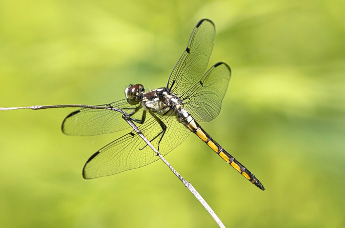 Great Blue_Skimmer_V2_FM_DM400mm_1_4X_ v1