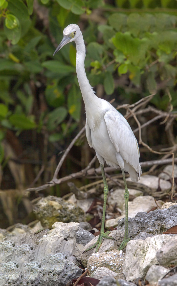 Little_Blue_Heron_vert_Pano_v2_5_19_43G7863