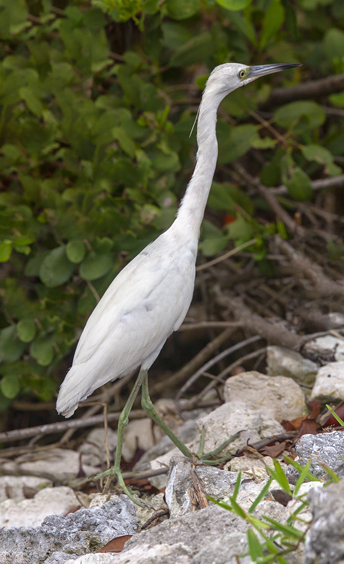 LittleBlue_Heron_v1_3img_pano_5_19_DD