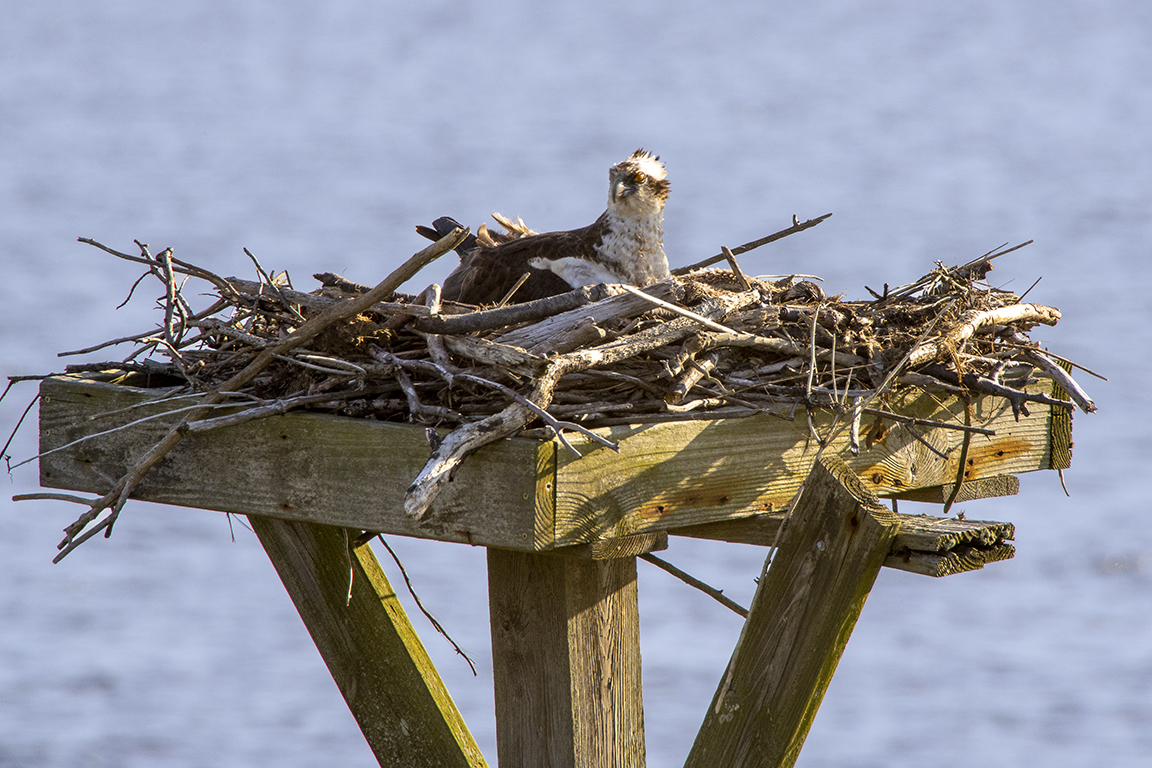 Osprey on Nest_v2_76A7117