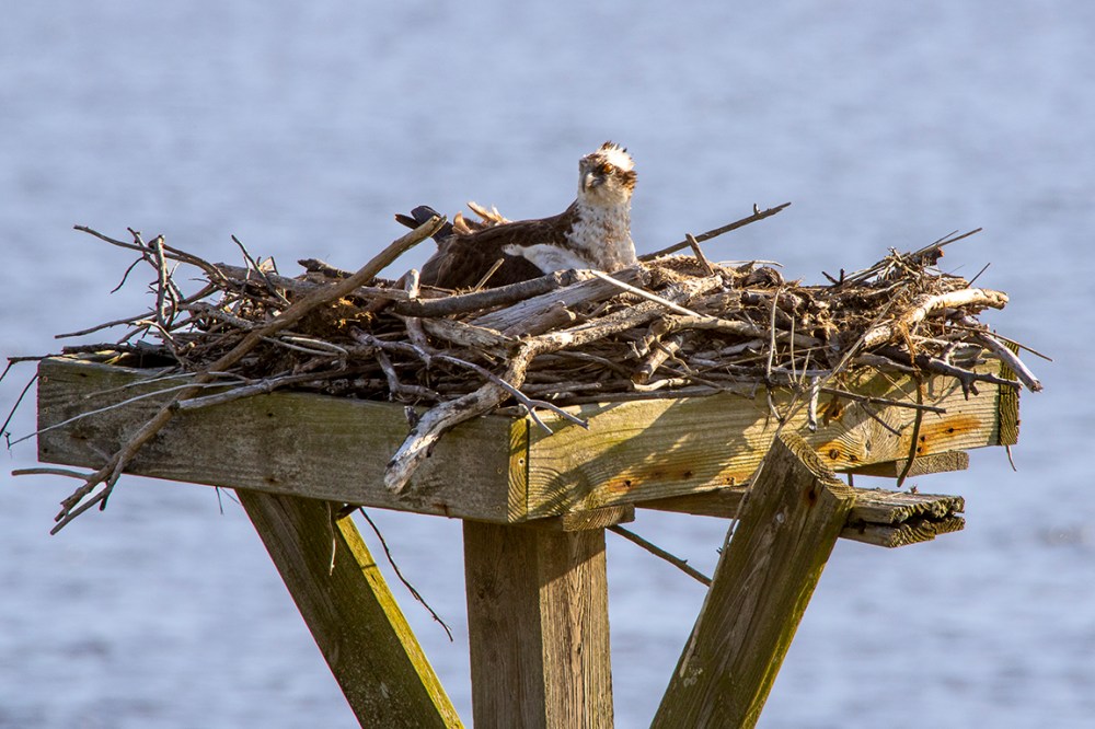 Osprey on Nest_v2_76A7117