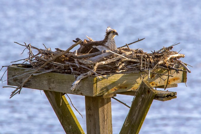 Osprey on Nest_v7_1200mm_76A7115