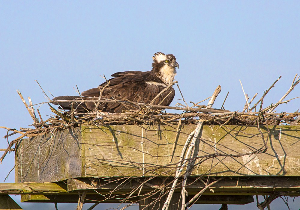 Osprey_nest_v2_Brig_1200mm_76A7373
