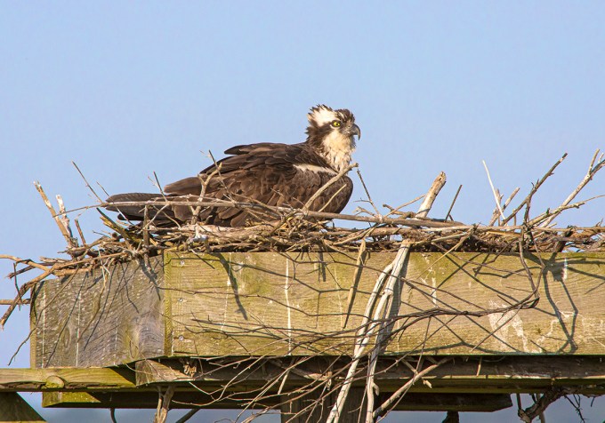 Osprey_nest_v2_Brig_1200mm_76A7373