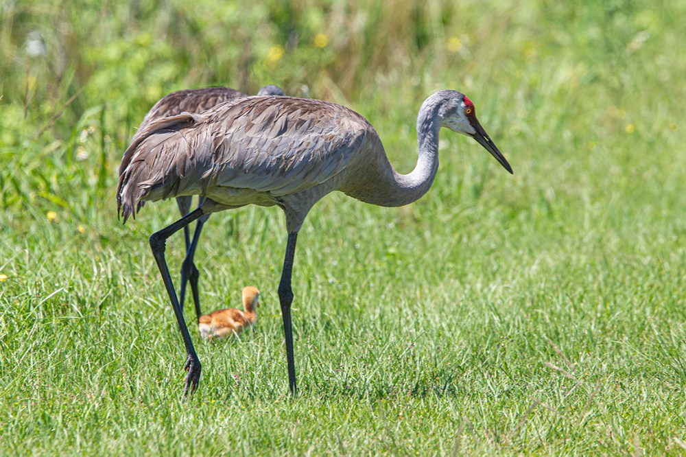Sandhill_Crane_w_colt_v2_4_19_560mm_43G0443