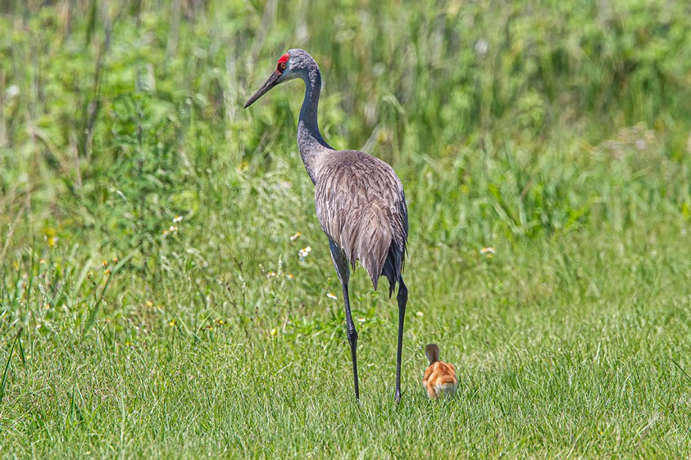 Sandhill_Crane_w_colt_v2_4_19_560mm_43G0472