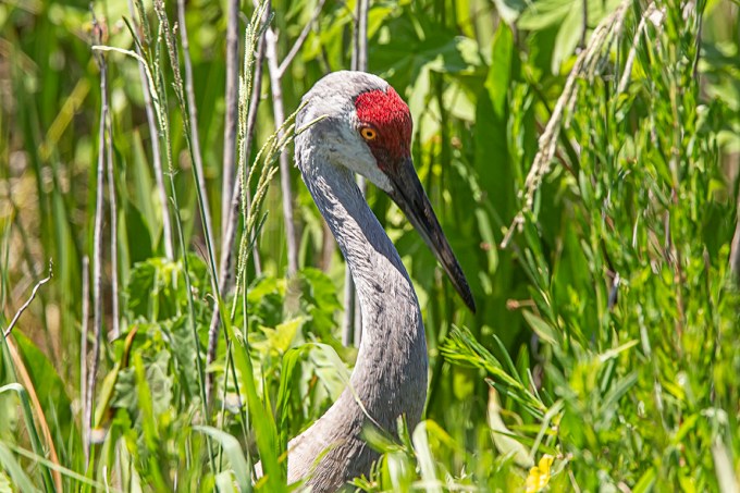 Sandhill_Cranes_v2_LW_4_19_560mm_43G0495