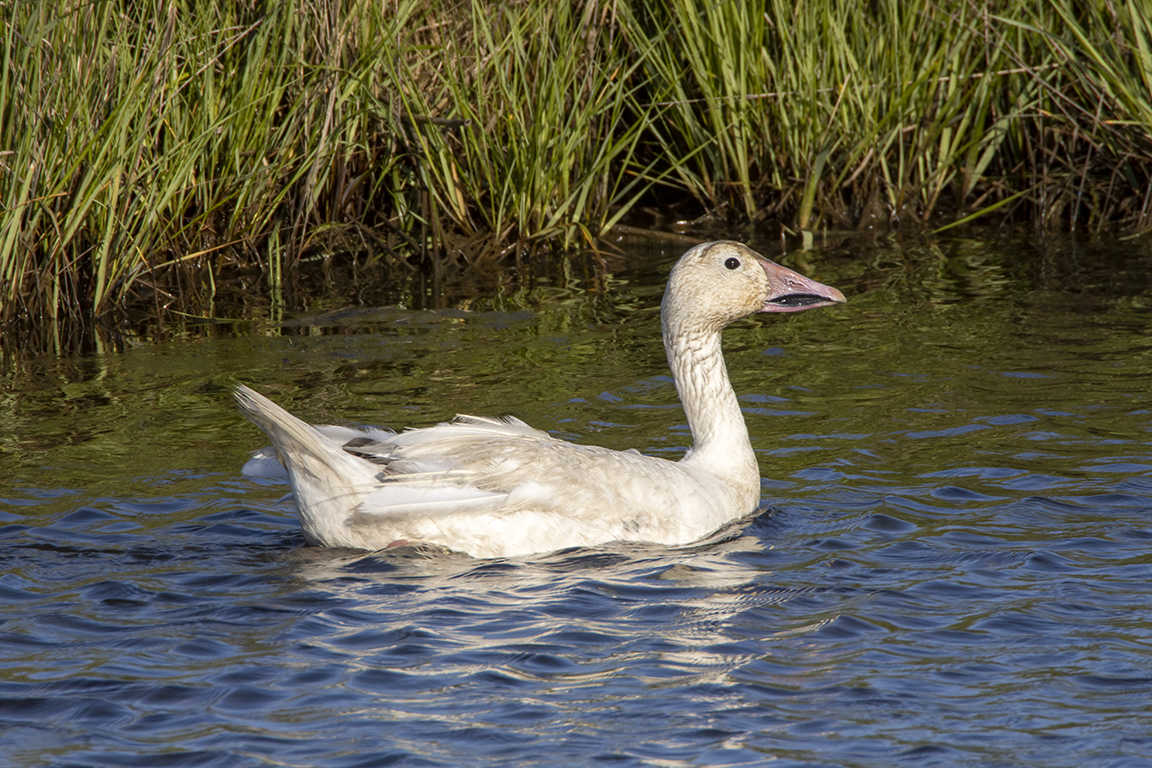 Snow_Goose_In_June_v2_6_19_76A7196