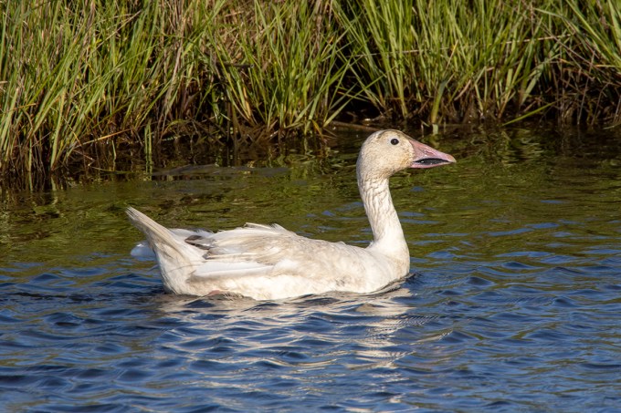 Snow_Goose_In_June_v2_6_19_76A7196
