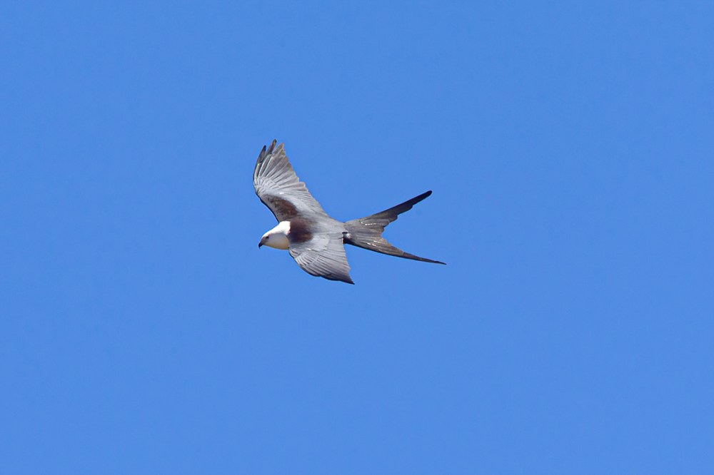 swallow-tailed kite_v2_LW_4_19_560mm__43G0610