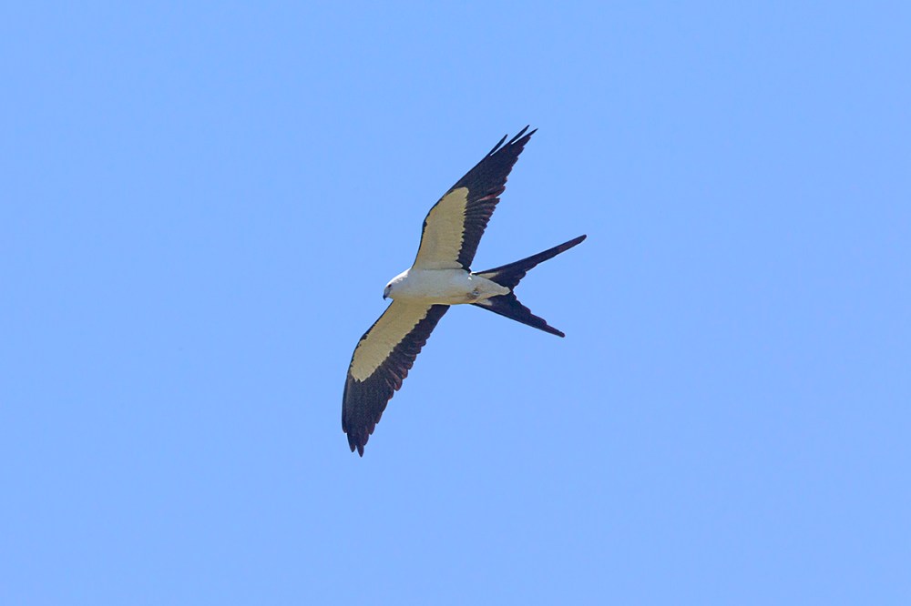 swallow-tailed kite_v3_LW_4_19_560mm_43G0595
