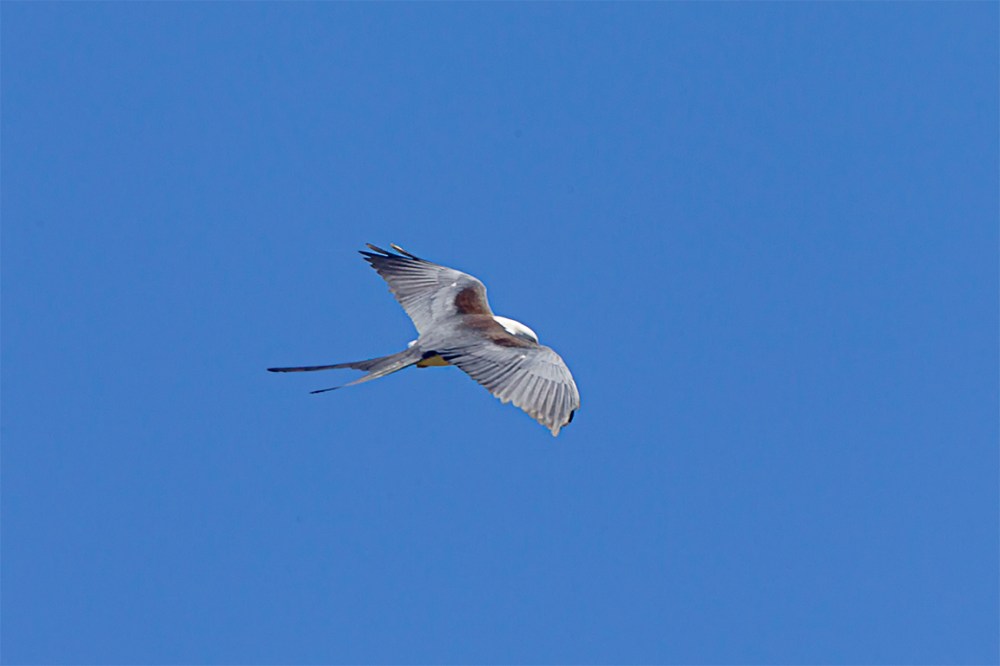 swallow-tailed kite_v3_LW_4_19_560mm_43G0609