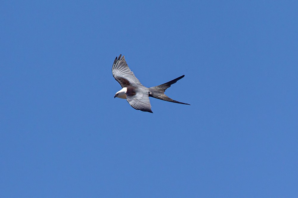 swallow-tailed kite_v3_LW_4_19_560mm_43G0610