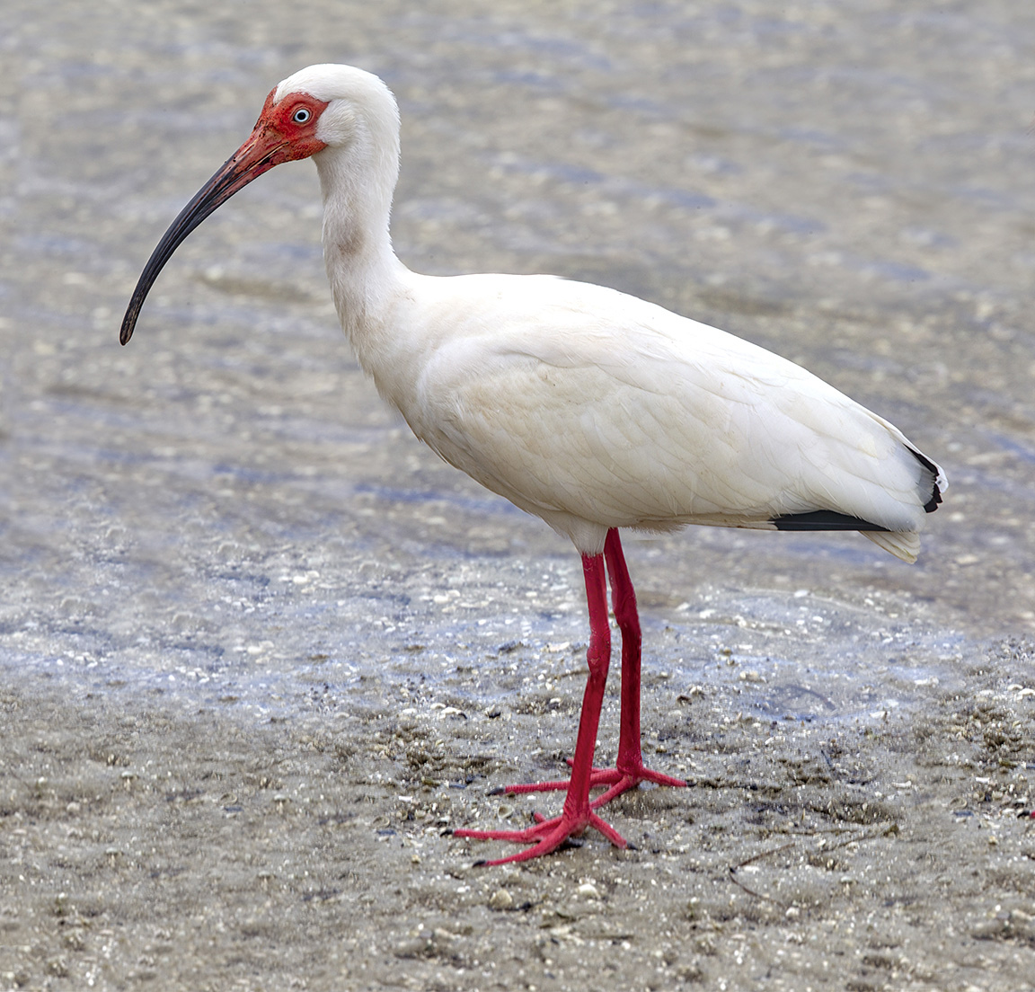 White_Ibis_v2_3img_pano_5_19_DD_560mm