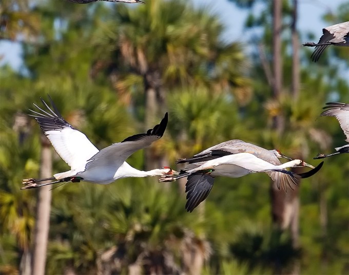 Whooping Cranes_v3_Lk Woodruff_800mm