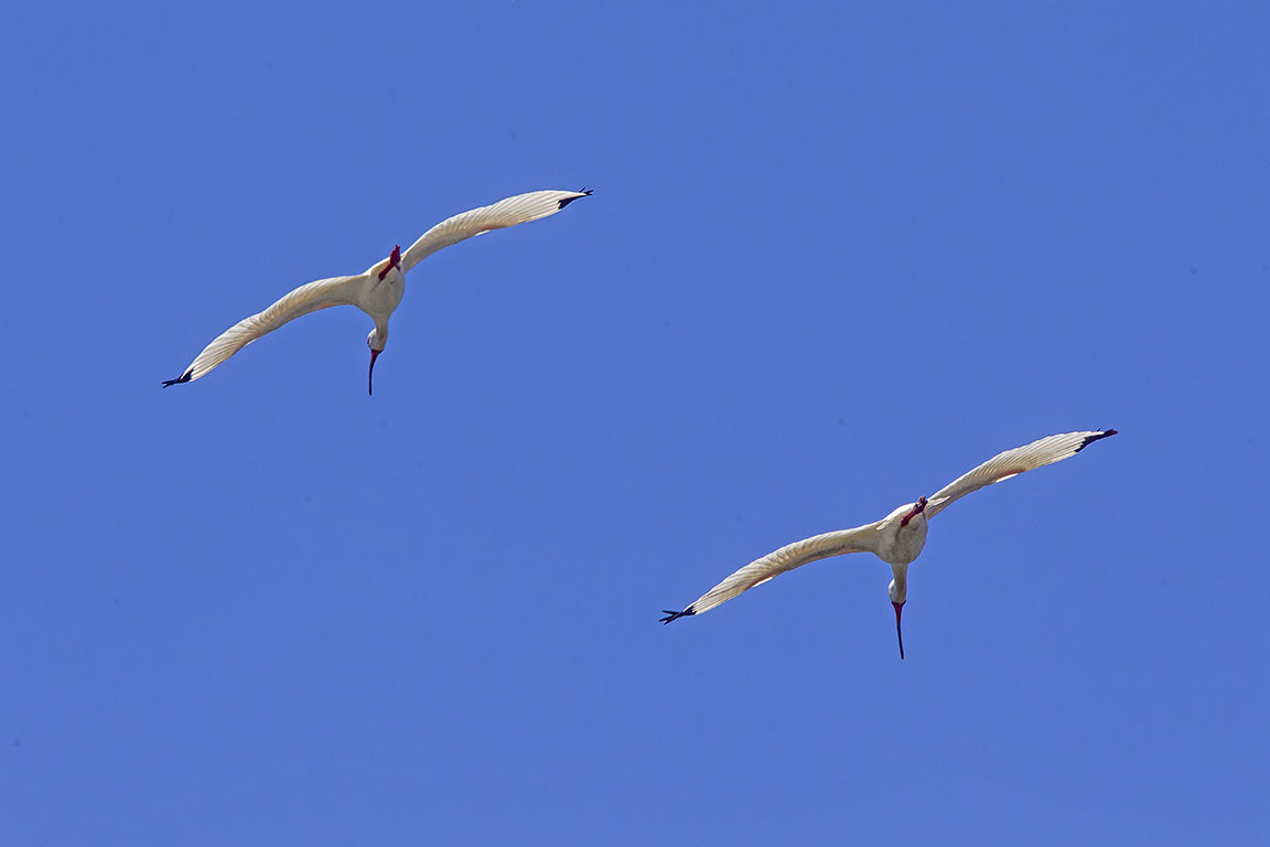 Wht_Ibis_Flight_v2_LW_4_19_560mm_43G8728
