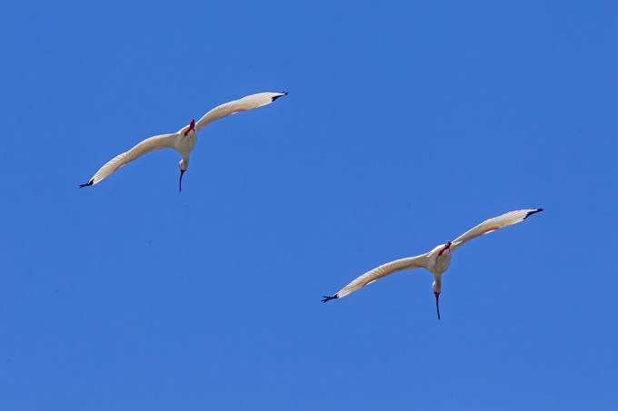 Wht_Ibis_Flight_v2_LW_4_19_560mm_43G8728