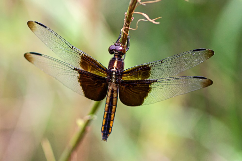 Widow Skimmer_female_DM_v2_43G6908