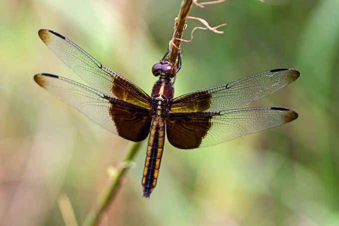 Widow Skimmer_female_DM_v2_43G6908