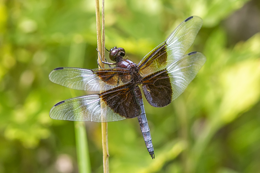 Widow Skimmer_male_DM 2019_43G6835