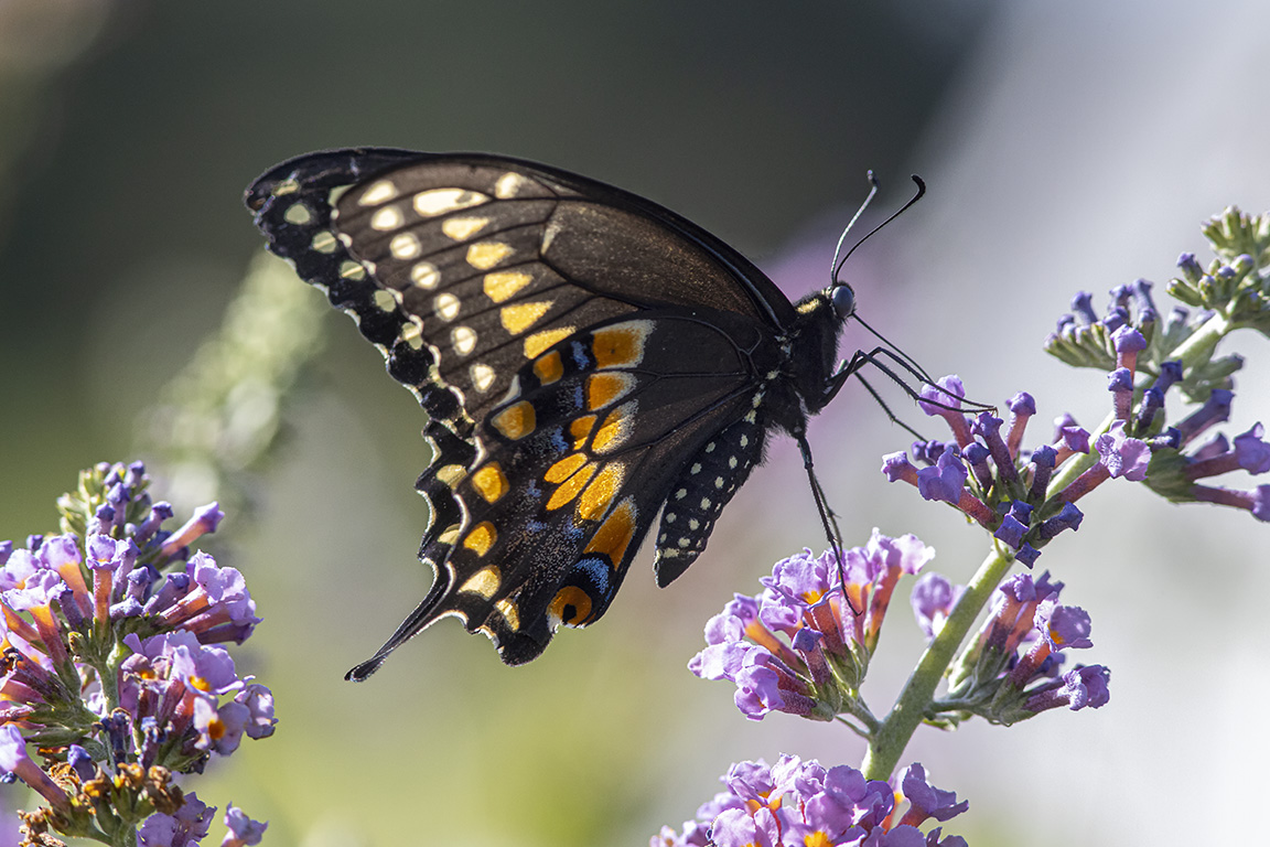 Black Swallowtail_Butterfly_v1_DM 8_19_76A2481