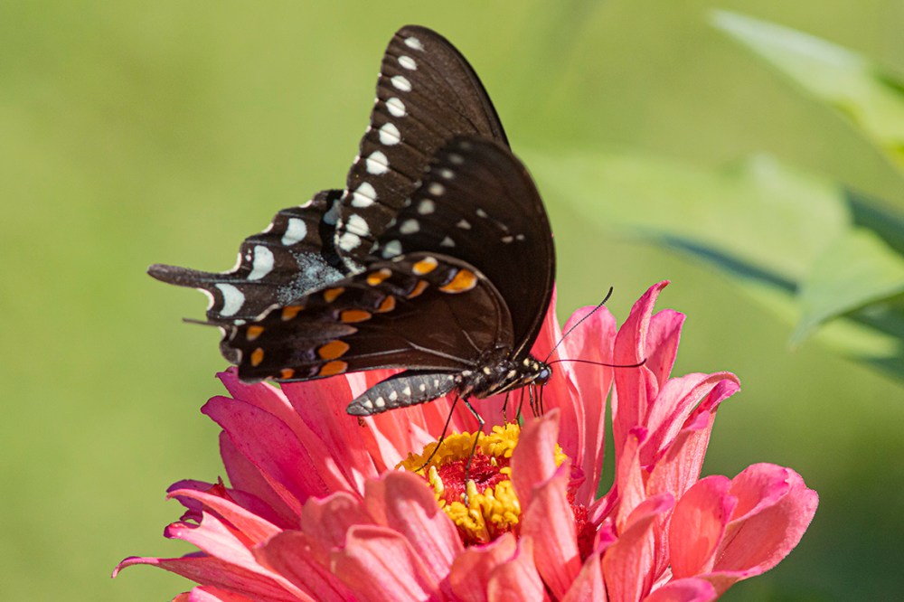 Black_Swallowtail_v2_DM_76A2559