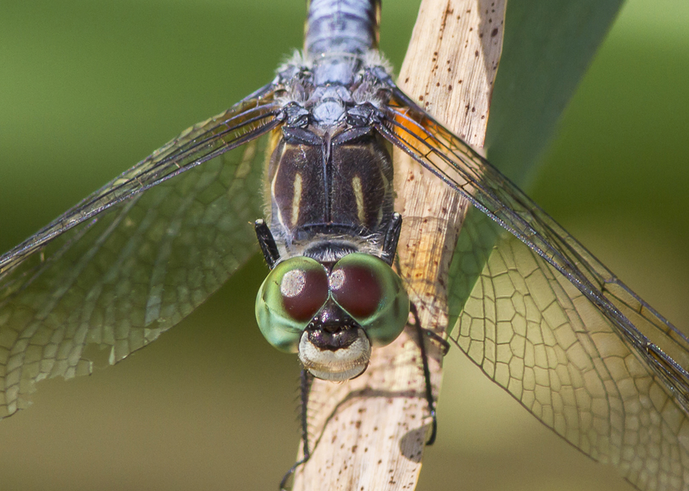 Blue Dasher v2 CU 2img stk